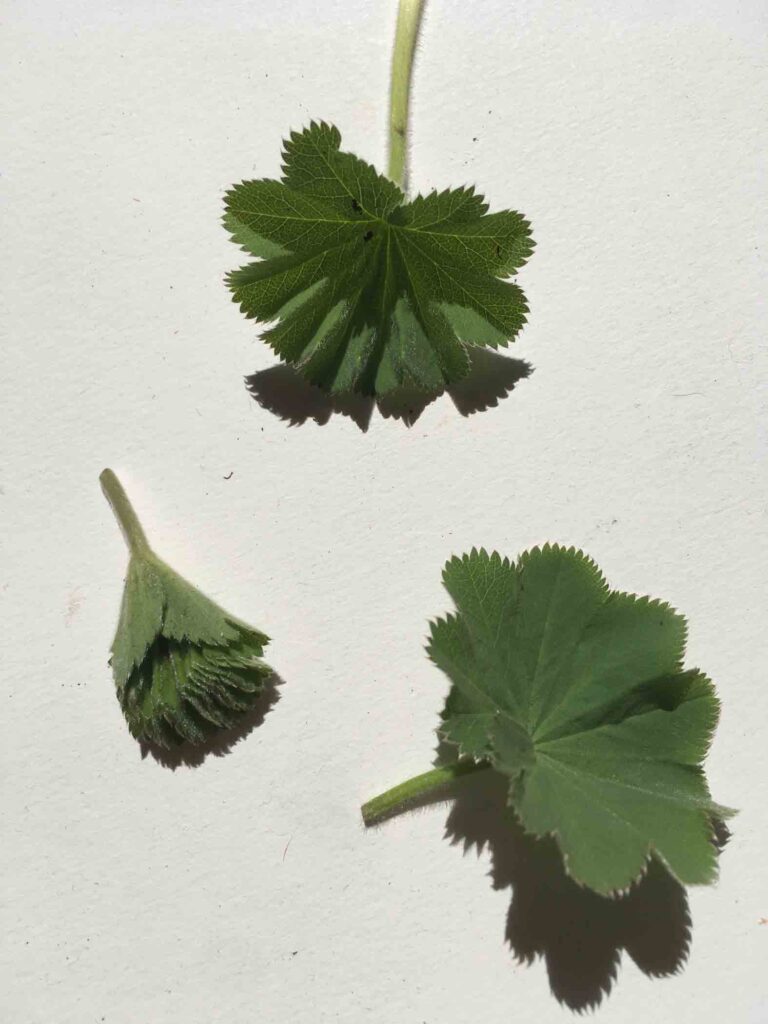 Lady's Mantle