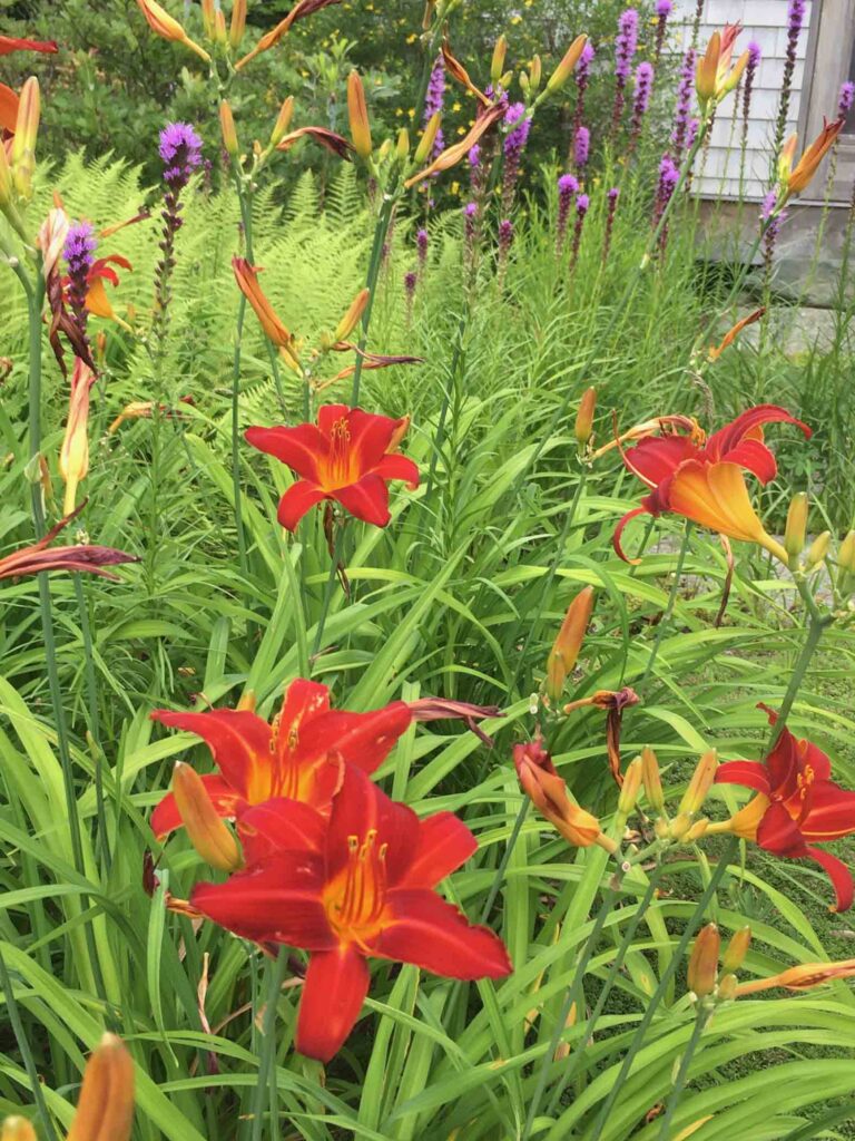 Daylilies & Liatris