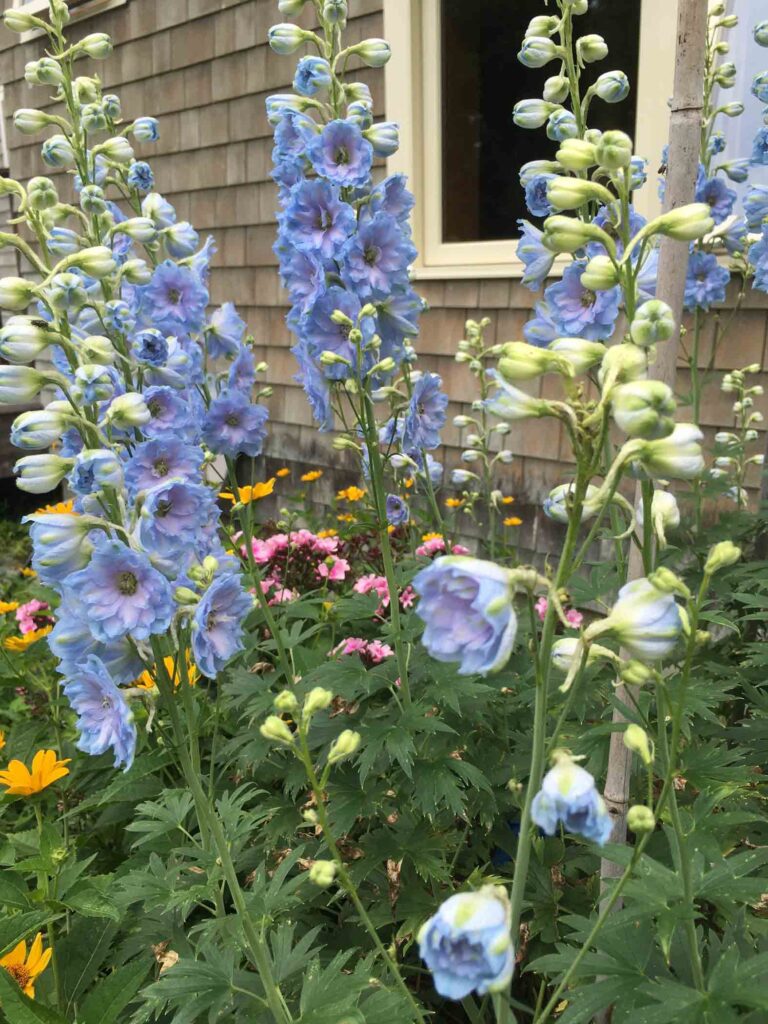 Delphiniums