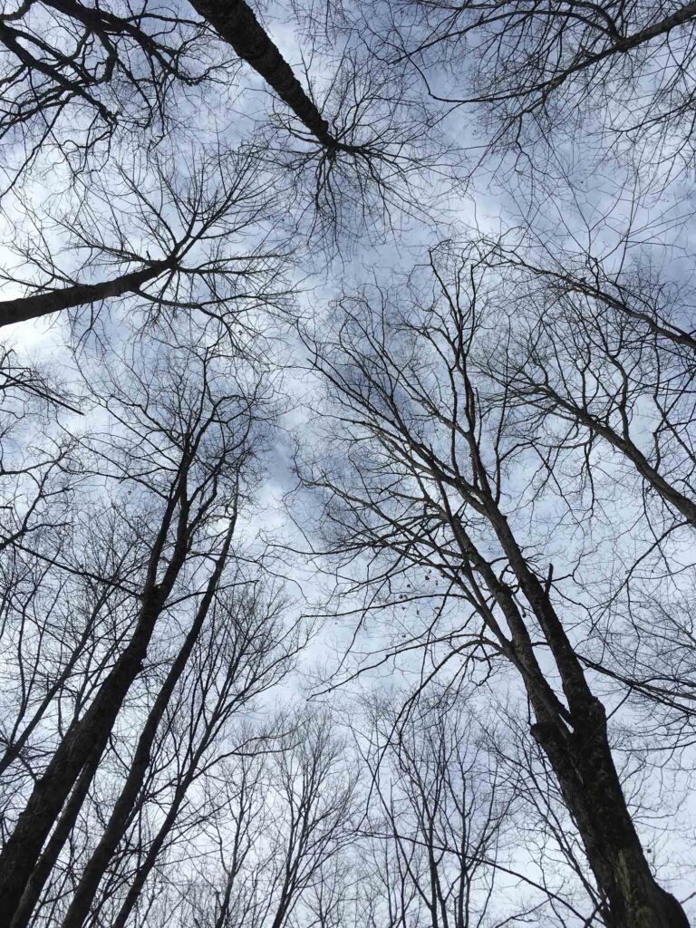 November Trees