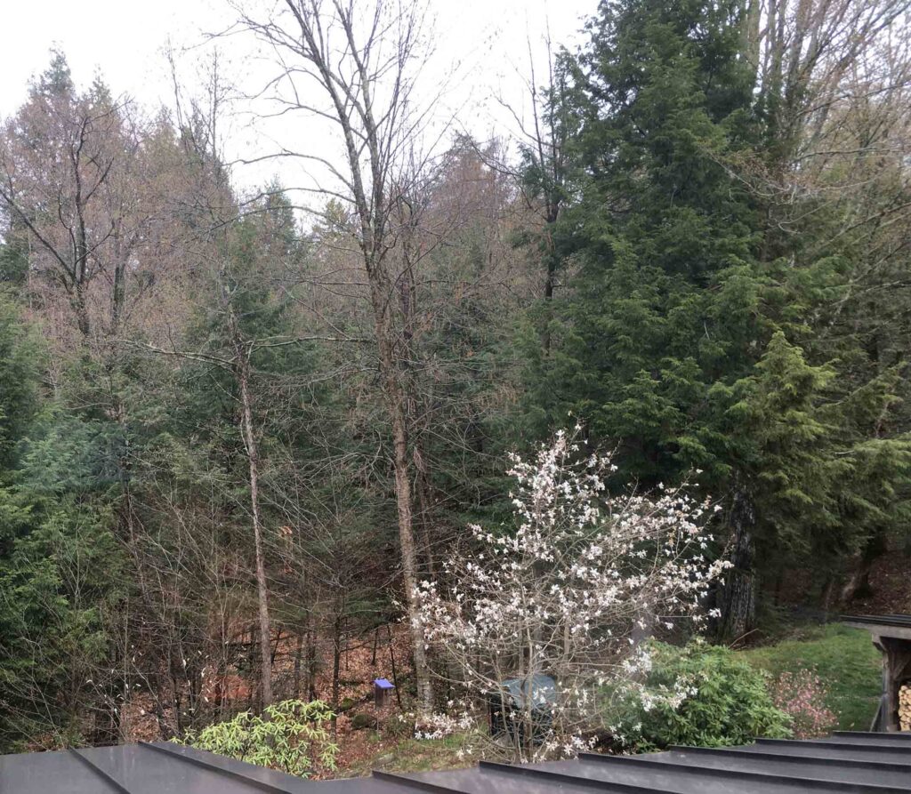 Magnolia