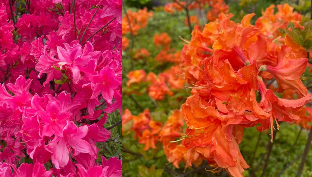 Azaleas