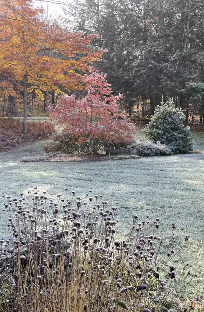 Frost