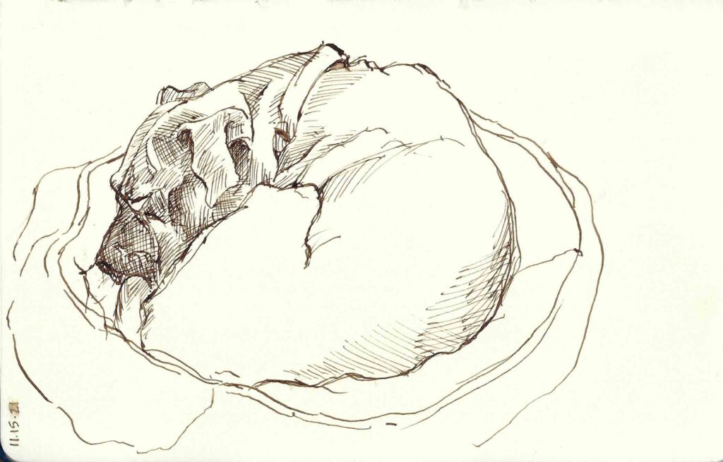 Quinn Curled Up