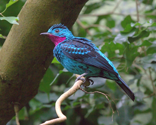 Spangled Cotinga