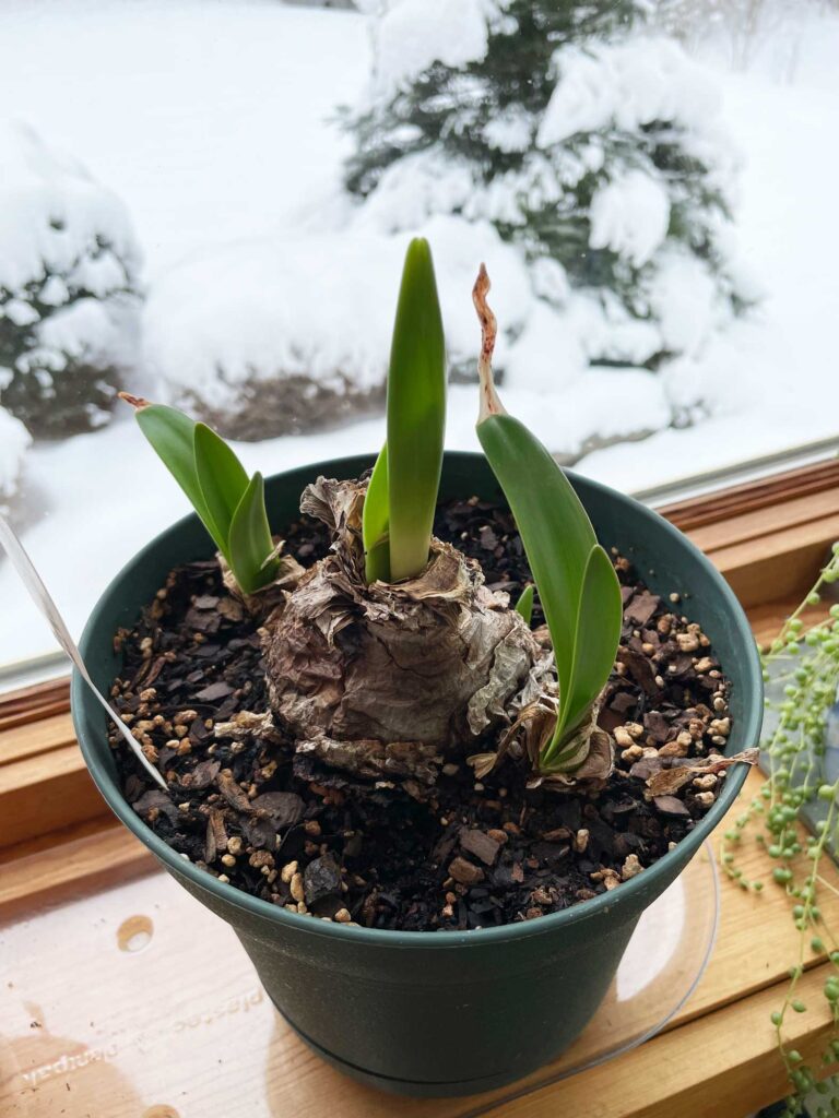 Amaryllis Bulb