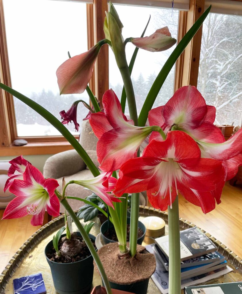 Blooming