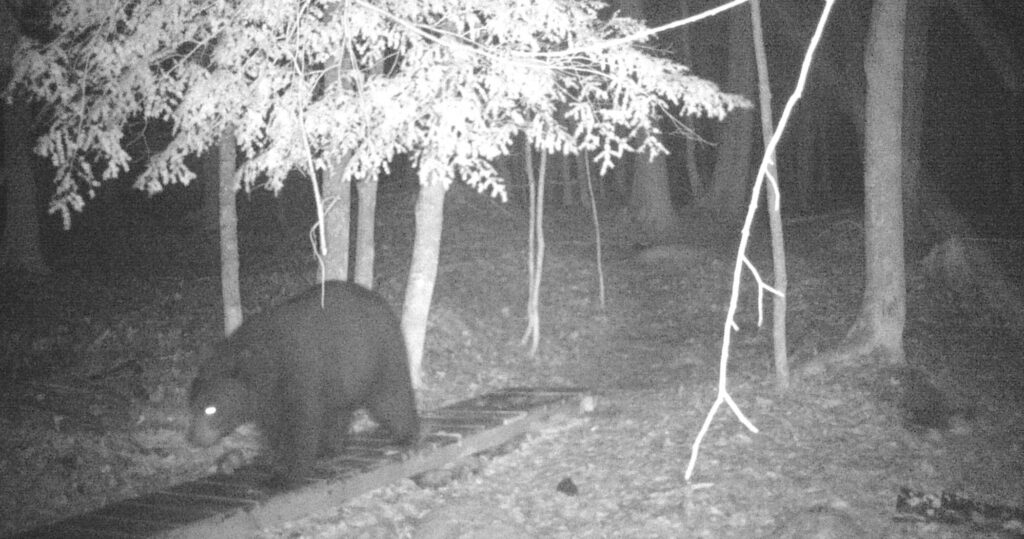 Bear