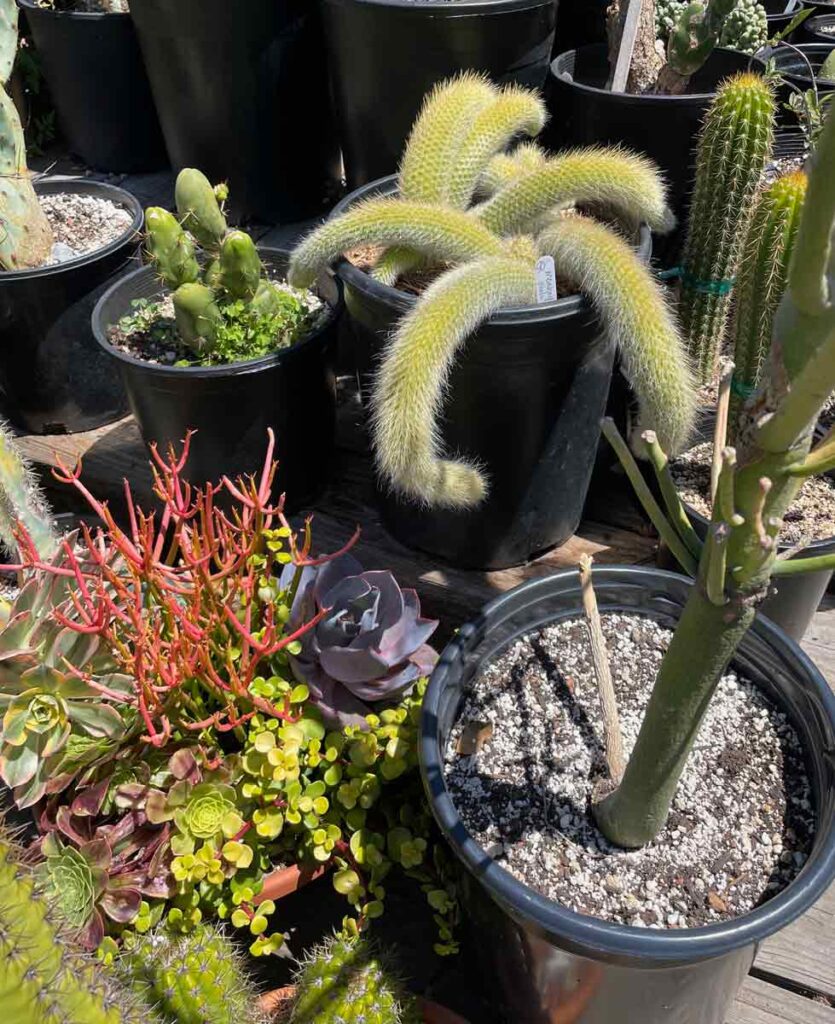 Succulents