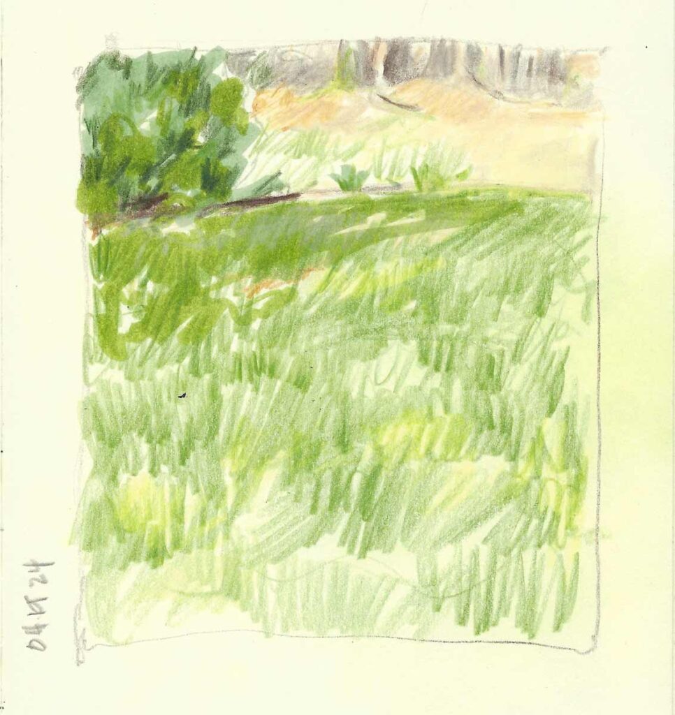 Fresh Grass