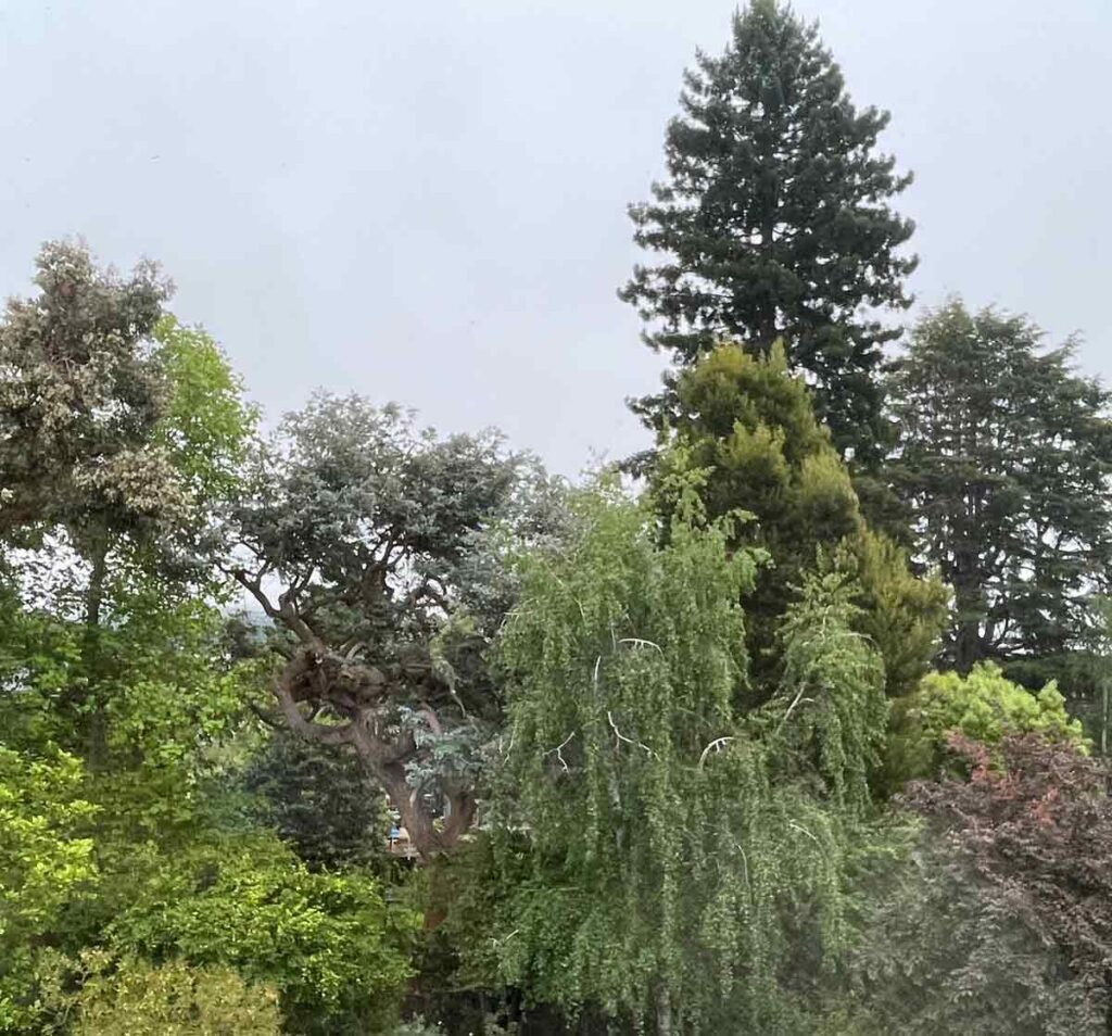 Trees