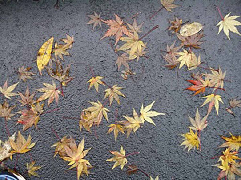 Pennsylvania walkway with Japanese maple leaves