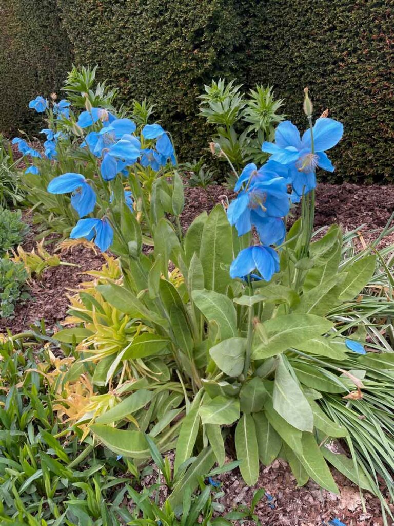 Blue Poppy