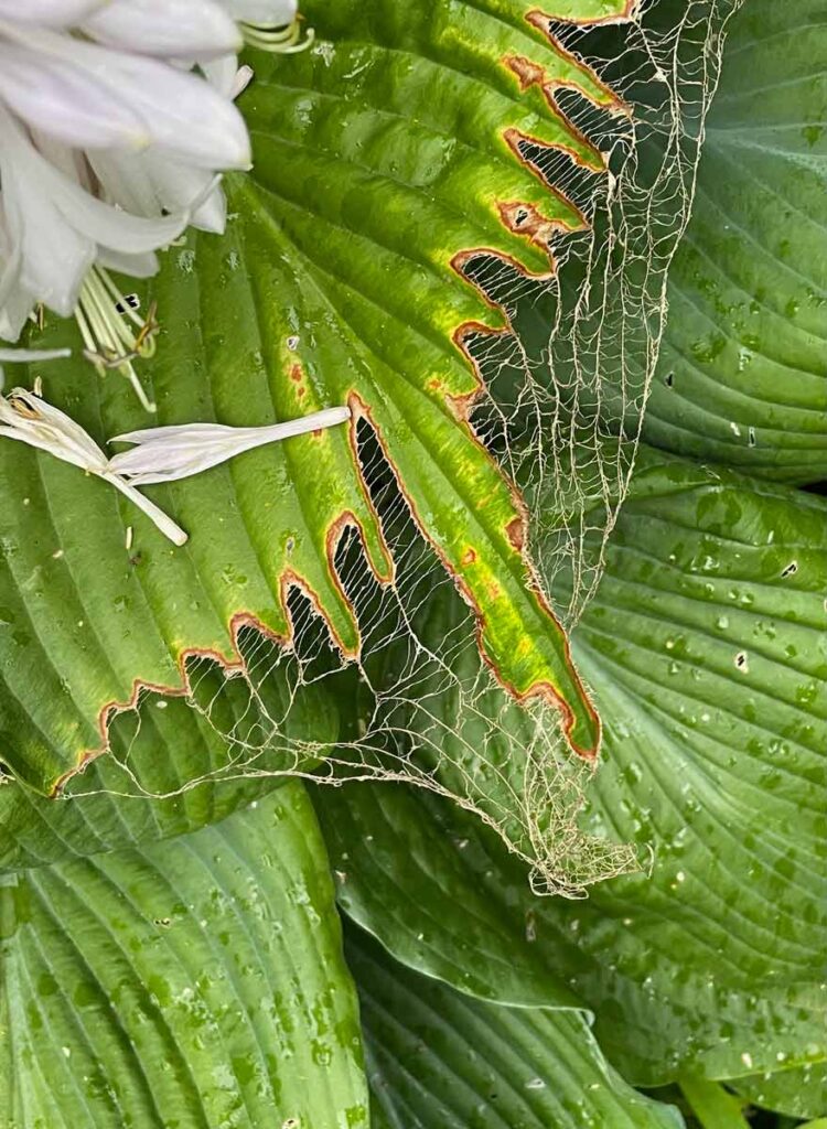 Hosta Leaf