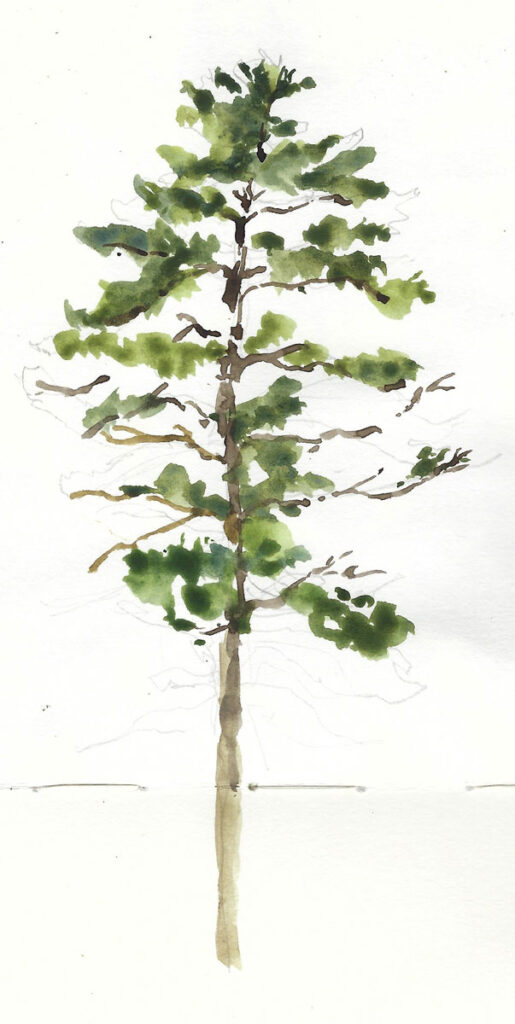 White Pines 2