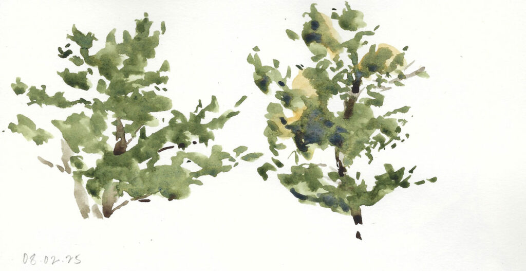 White Pines 1