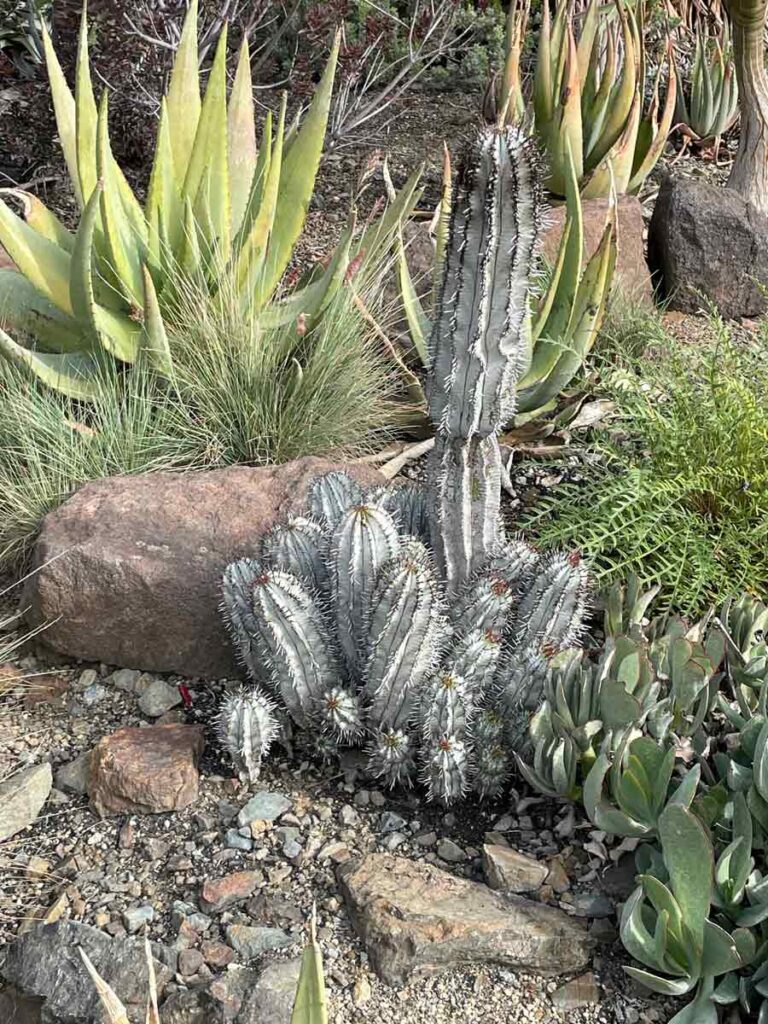 Cacti