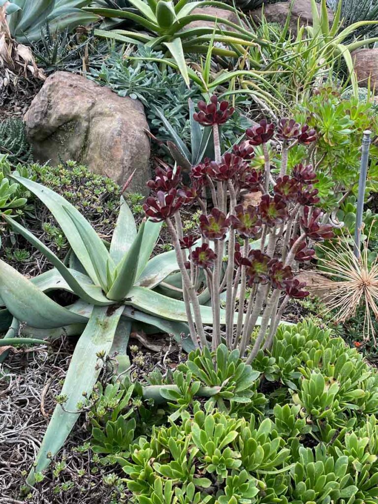 Succulents