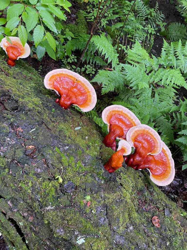 Ganoderma mushrooms