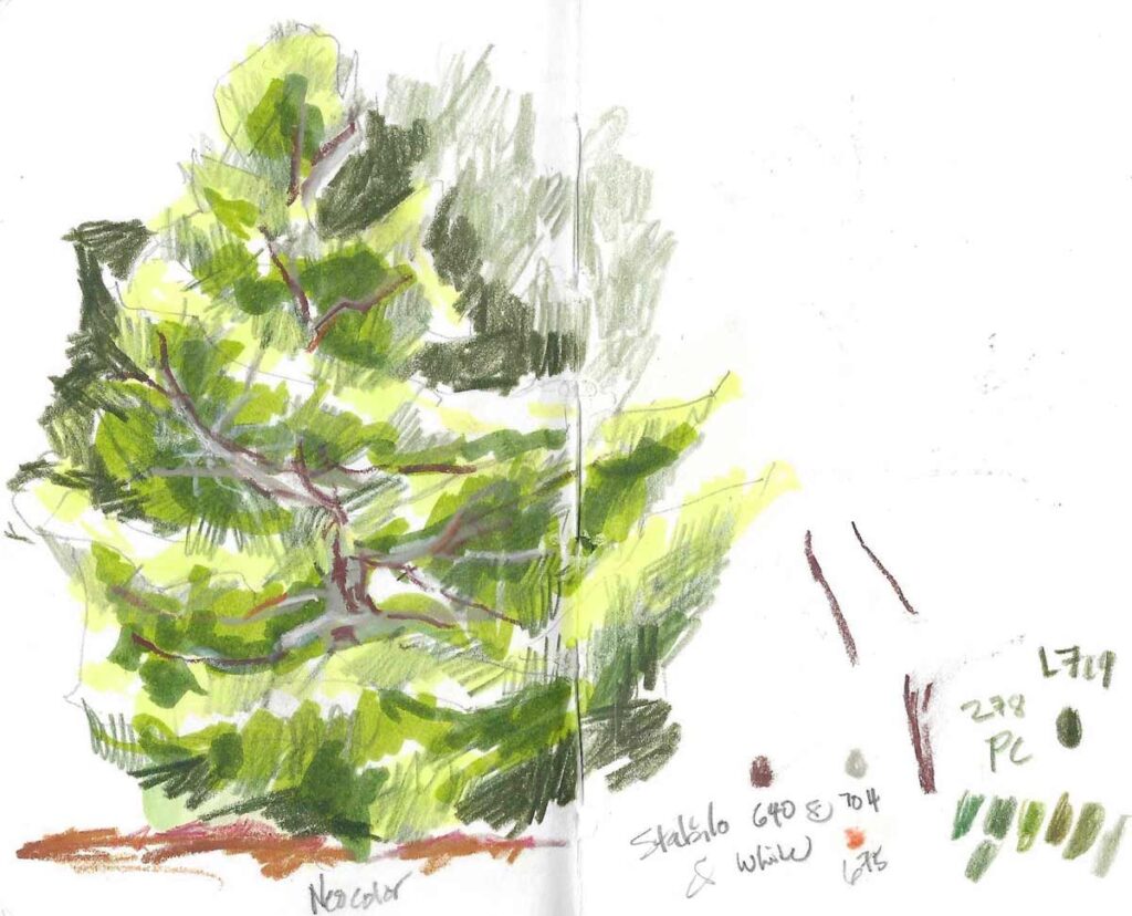 Korean Fir